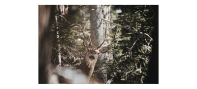 Fotopułapka na złodzieja i nie tylko. Co musisz wiedzieć o fotopułakpach?